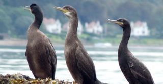  Vida salvaje en la orilla